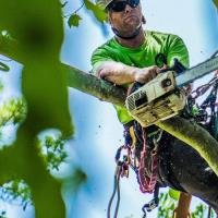 All Shores Tree Services image 2